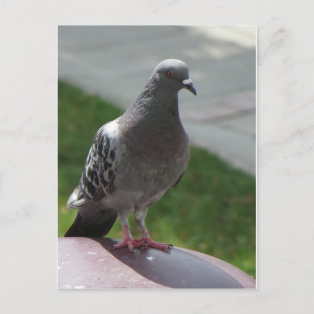 Carte Postale Pigeon (Devant)