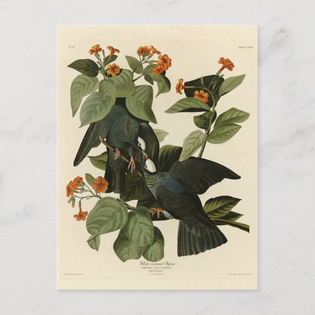 Carte Postale Pigeon à couronne blanche - Audubon's Birds of Ame (Devant)