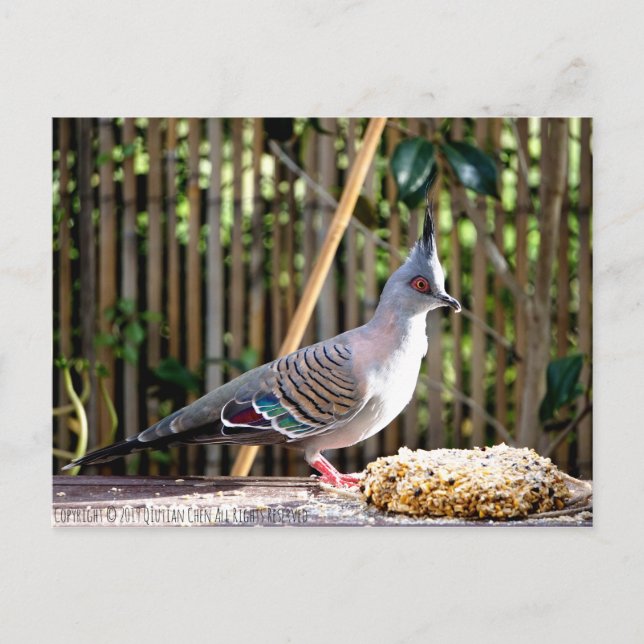 Carte Postale Pigeon à crête (oiseau à tête pointue) (Devant)