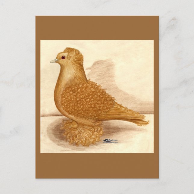 Carte Postale Pigeon à dos jaune (Devant)