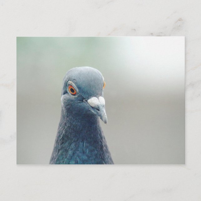 Carte Postale Pigeon à la fenêtre v2 (Devant)