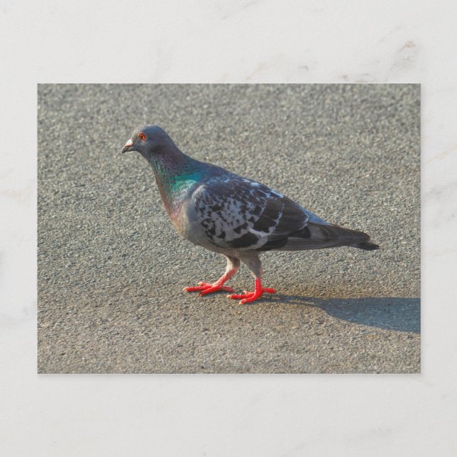 Carte Postale Pigeon à pied (Devant)