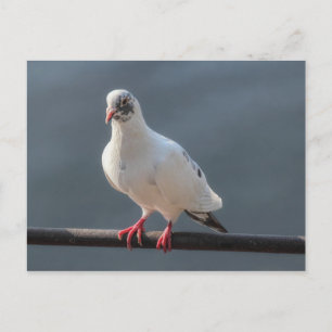 Carte Postale Pigeon, À Roath Park Lake, Cardiff, Wales Postcar