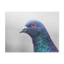 Pigeon aléatoire