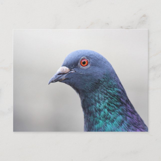 Carte Postale Pigeon aléatoire (Devant)