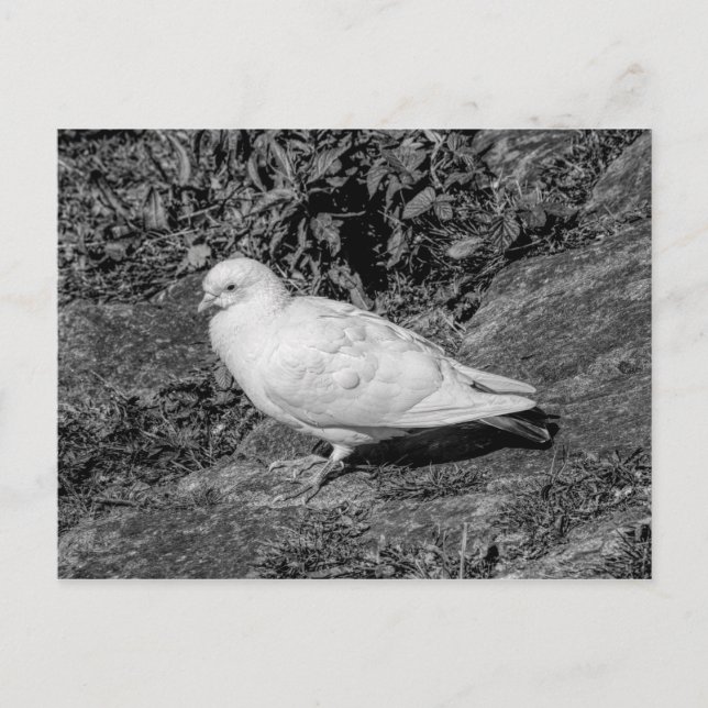 Carte Postale Pigeon blanc (Devant)