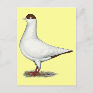 Carte Postale Pigeon casque néerlandais