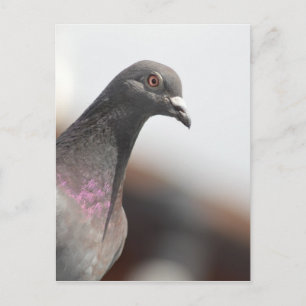 Carte Postale Pigeon de course