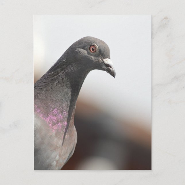Carte Postale Pigeon de course (Devant)