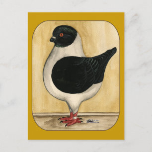 Carte Postale Pigeon de Modena Black Gazzi