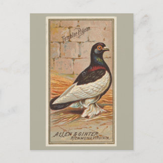 Carte Postale Pigeon de Tumbler