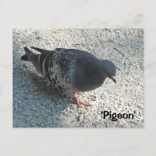 Carte Postale Pigeon gracieux
