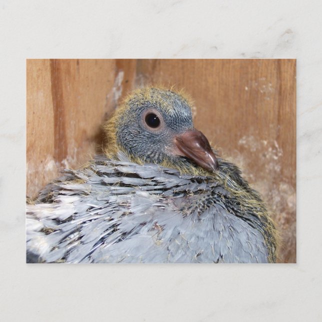 Carte postale Pigeon Homing Baby (Devant)