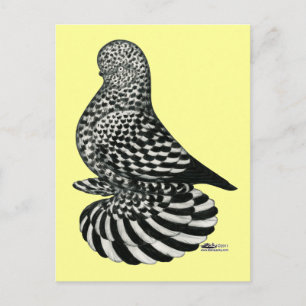 Carte Postale Pigeon mousseux mousseux