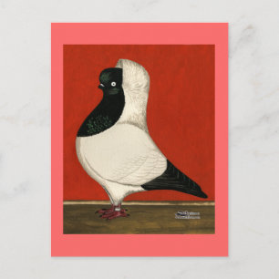 Carte Postale Pigeon noir