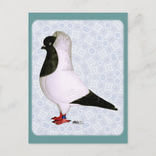 Carte Postale Pigeon noir 1973