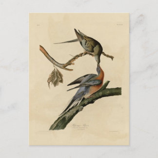 Carte Postale Pigeon passager