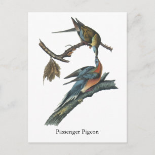 Carte Postale Pigeon passager, John Audubon