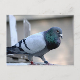 Carte postale Pigeon Pigeon Fière