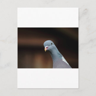 Carte Postale Pigeon ramier