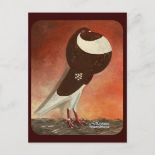 Carte Postale Pigeon rouge de Norwich