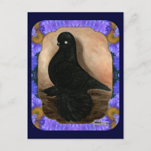 Carte Postale Pigeon Tumbler Déformé