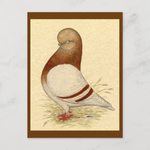 Carte Postale Pigeon Tumbler :  LFCL Mealy