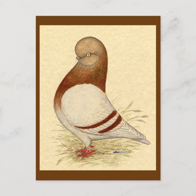 Carte Postale Pigeon Tumbler : LFCL Mealy (Devant)