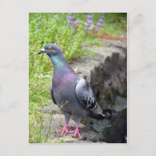Carte Postale Pigeon urbain
