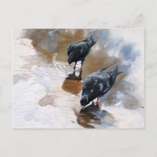 Carte Postale Pigeons (Devant)