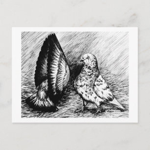 Carte Postale Pigeons à rouleaux