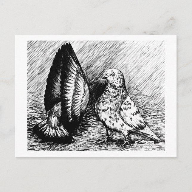 Carte Postale Pigeons à rouleaux (Devant)