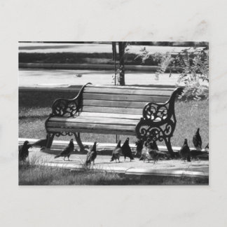 Carte Postale Pigeons au banc de Empty Park