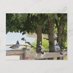 Carte Postale Pigeons bénéficiant d'une vue