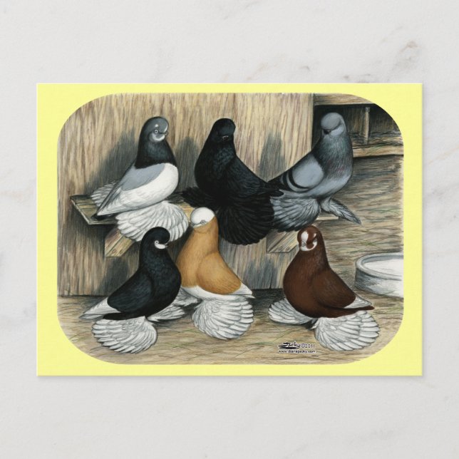 Carte Postale Pigeons de Tumbler Démoulés (Devant)