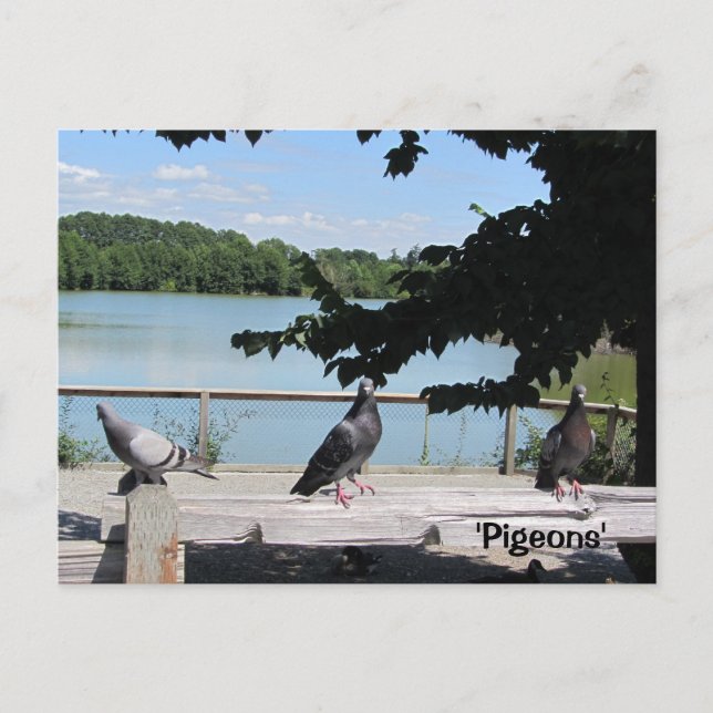 Carte Postale Pigeons gracieux (Devant)