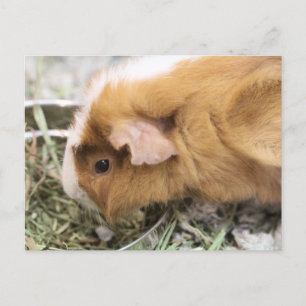 Carte Postale Piggy
