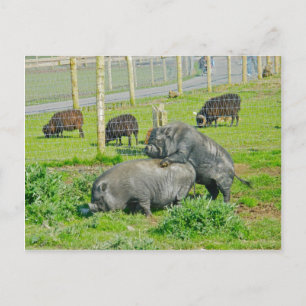 Carte Postale Piggy Back Ride
