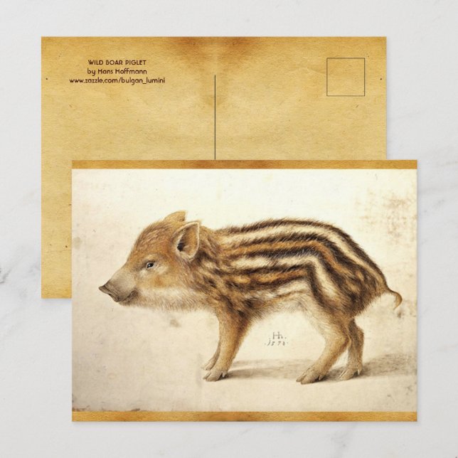 Carte Postale PIGLET DE BARRE SAUVAGE Dessin animal antique Parc (Devant / Derrière)