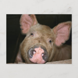 Carte Postale Piglet rose