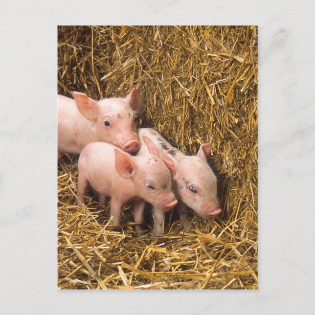 Carte Postale Piglets (Devant)