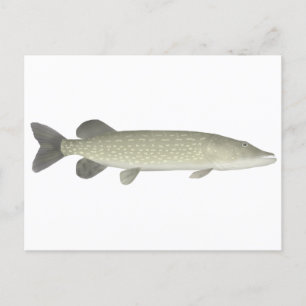 Carte Postale Pike du Nord