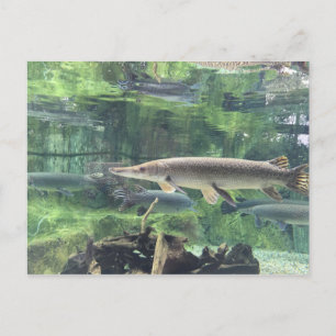 Carte Postale Pike fish