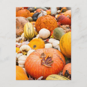 Carte Postale Pile D'Citrouilles Et Squash