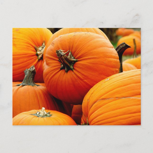 Carte Postale Pile de Citrouilles (Devant)