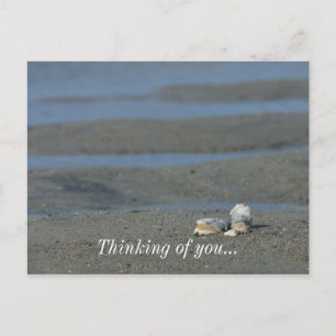 Carte Postale Pile de coquillage