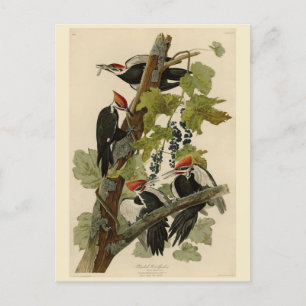 Carte Postale Pileated Woodpecker from Audubon Birds of America