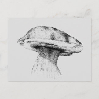 Carte Postale Pilz Steinpilz Zeichnung