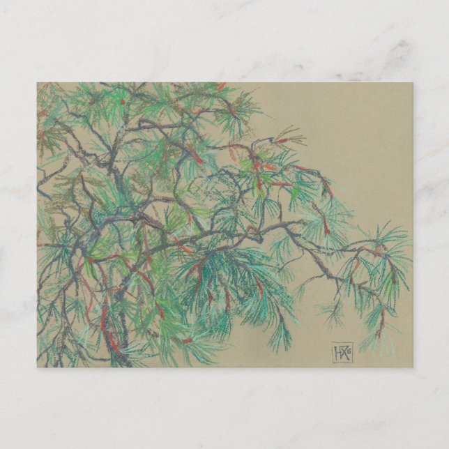 Carte Postale Pin (Devant)