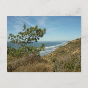 Carte Postale Pin de Torrey et paysage de la côte californienne